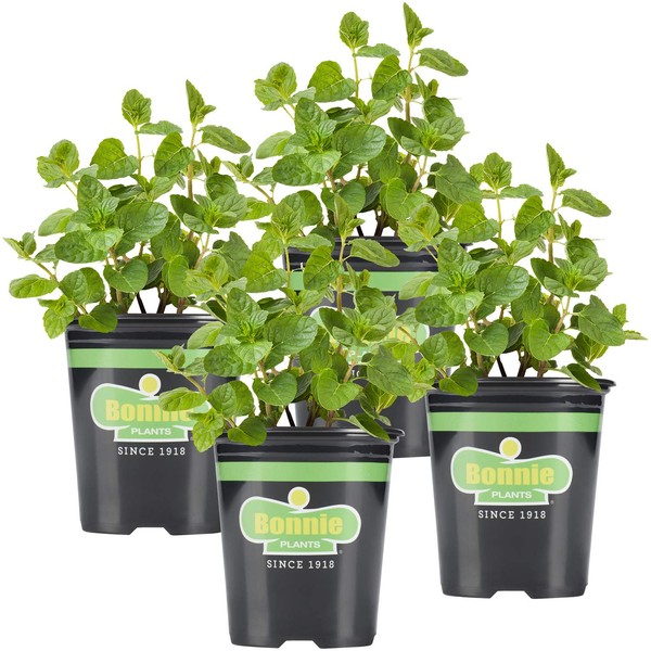 Bonnie Plants Spearmint Live Edible Aromatic Herb Plant - 4 Pack, Pet Friendly, Low Light, Part Shade, Great for Indoors