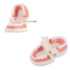 WANGCL Teeth Demonstration Model - Anatomical Tooth Model for Dental