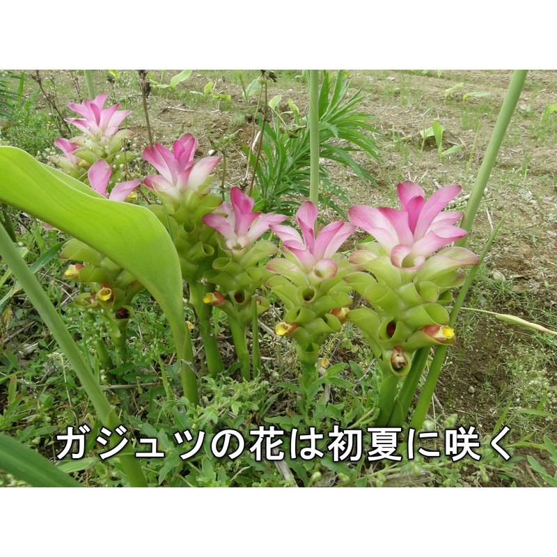 屋久島 gazyutu (Purple) Turmeric Powder G