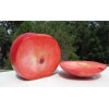 Live Plant Scarlet Surprise (Bill's Red Flesh) grafted, roots wrapped