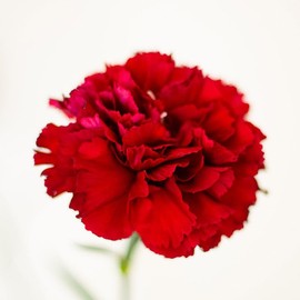 Eden Brothers Carnation Seeds - Etincellant