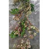 Rose Small Berry Cluster with Leaves 4'
