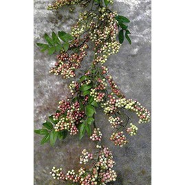 Rose Small Berry Cluster with Leaves 4'