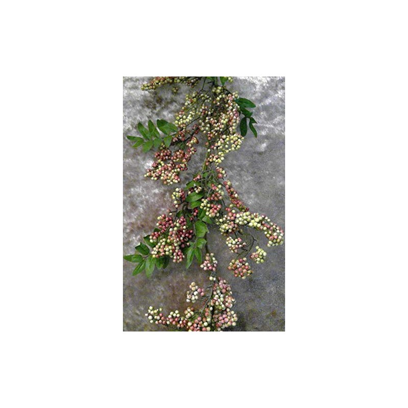 Rose Small Berry Cluster with Leaves 4'