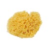 Bellini Natural Sea Sponge, Honeycomb Seeds, Yellow, Medium
