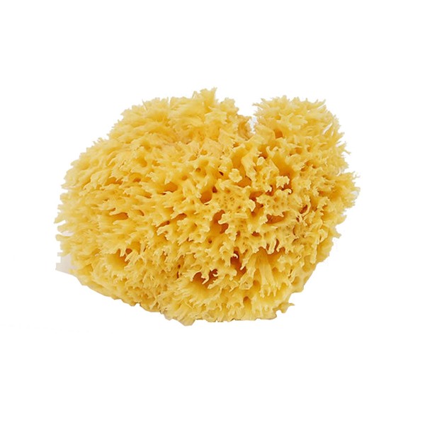 Bellini Natural Sea Sponge, Honeycomb Seeds, Yellow, Medium