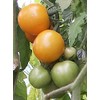 Sundrop Tomato Seeds