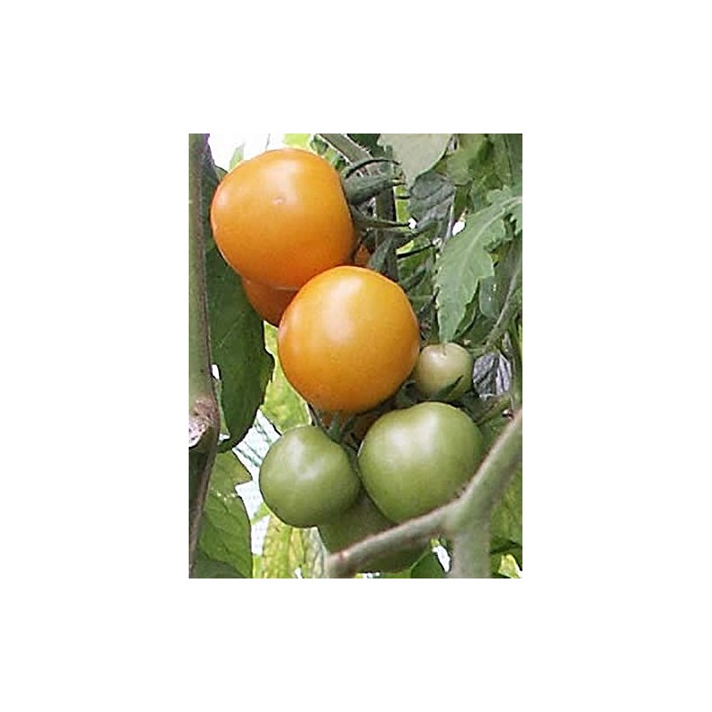 Sundrop Tomato Seeds