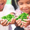 Sour Green Apple Chewy Candy Bulk Pack for Sweet Indulgence