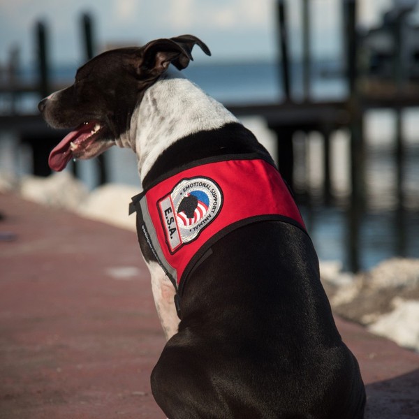 WORKINGSERVICEDOG.COM Premium ESA Emotional Support Dog Vest - Reflective - Zipper Pocket - ID Holder - Includes 5 Federal Law ESA Handout Cards (39-45" Girth, RED)