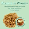 WORMSKING 2LB Dried Mealworms for Poultry, Wild Birds,Tasty Bird Food
