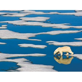 New York Puzzle Company - National Geographic Polar Bear on Ice - 500 Piece Jigsaw Puzzle