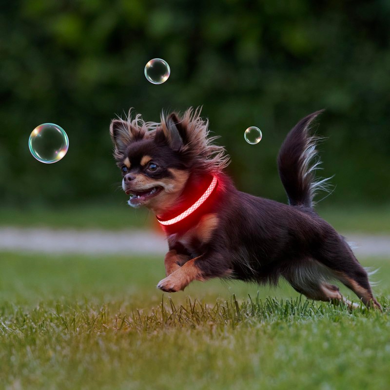 Flashseen LED Cat Collar,Light Up Dog Collar Rechargeable, Dog Lights
