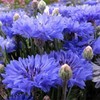 Dwarf Blue Cornflower (Bachelor's Buttons, Dwarf Blue Jubilee Gem) Seeds