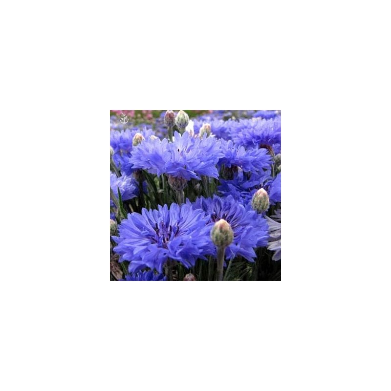Dwarf Blue Cornflower (Bachelor's Buttons, Dwarf Blue Jubilee Gem) Seeds