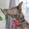 Huxley & Kent Bow Tie for Pets | Christmas Trees