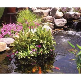 Complete Aquatics Floating Aquatic Plant Island  w/ Container - KIDNEY