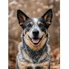 IPISSOI 5D Diamond Art Blue Heeler Australian Cattle Dog Diamond