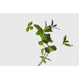 LATHER Hair Appoint-Mint | Set Of Mint Thyme Shampoo & Conditioner & Avocado Hair Mask | With Shea Butter, Avocado, Tea Tree Oil, And Mint | Set Of Three (Shampoo, Conditioner & Hair Mask)