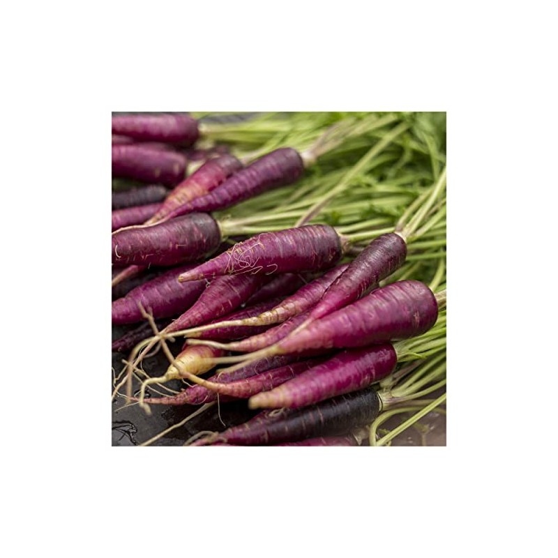 Everwilde Farms - 1 Oz Cosmic Purple Carrot Seeds -