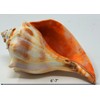 Atlantic Whelk Sea Shell | Florida Left Whelk | Large
