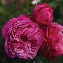 Heirloom Roses Live Fragrant Rose Plant - Sister Emmanuelle™ Pink Hybrid Tea Rose Bush for Planting Outdoors