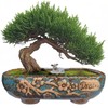 MUZHI 9.5” Rectangular Ceramic Rustic Bonsai Planter Pots with Drip