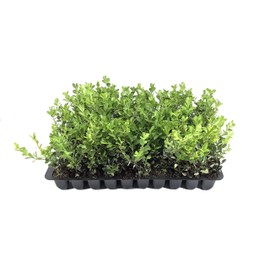 Japanese Boxwood - 20 Live Plants - 2" Pot Size - Buxus Microphylla - Fast Growing Cold Hardy Formal Evergreen Shrub