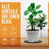 wortek Filzuntersetzer rund für Vasen Blumen Glas - 6er Set