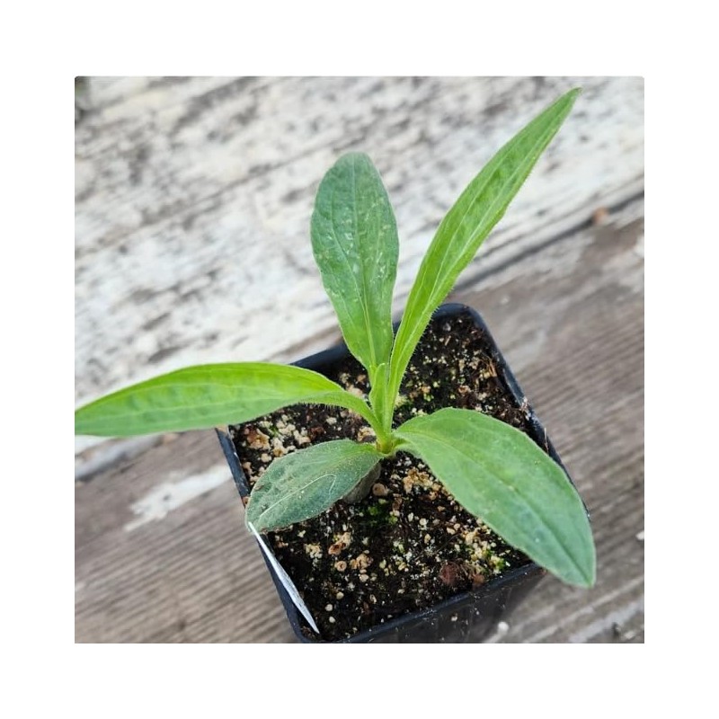 Arnica Plant - 2 Pack - Live - 3” Pot