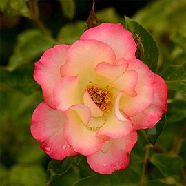 Heirloom Roses Rose Bush - Birthday Girl Shrub Rose Plant for Planting Outdoors