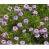Prairie Verbena seeds (Glandularia bipinnatifida) -50 seeds-