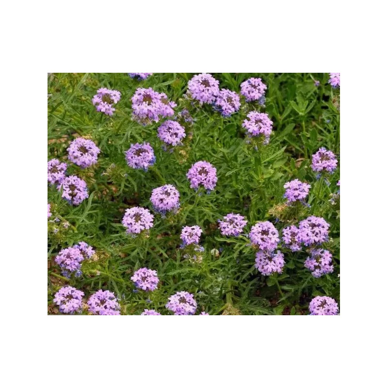 Prairie Verbena seeds (Glandularia bipinnatifida) -50 seeds-