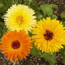 Everwilde Farms - 500 Pacific Beauty Mix Calendula Wildflower Seeds - Gold Vault Jumbo Seed Packet