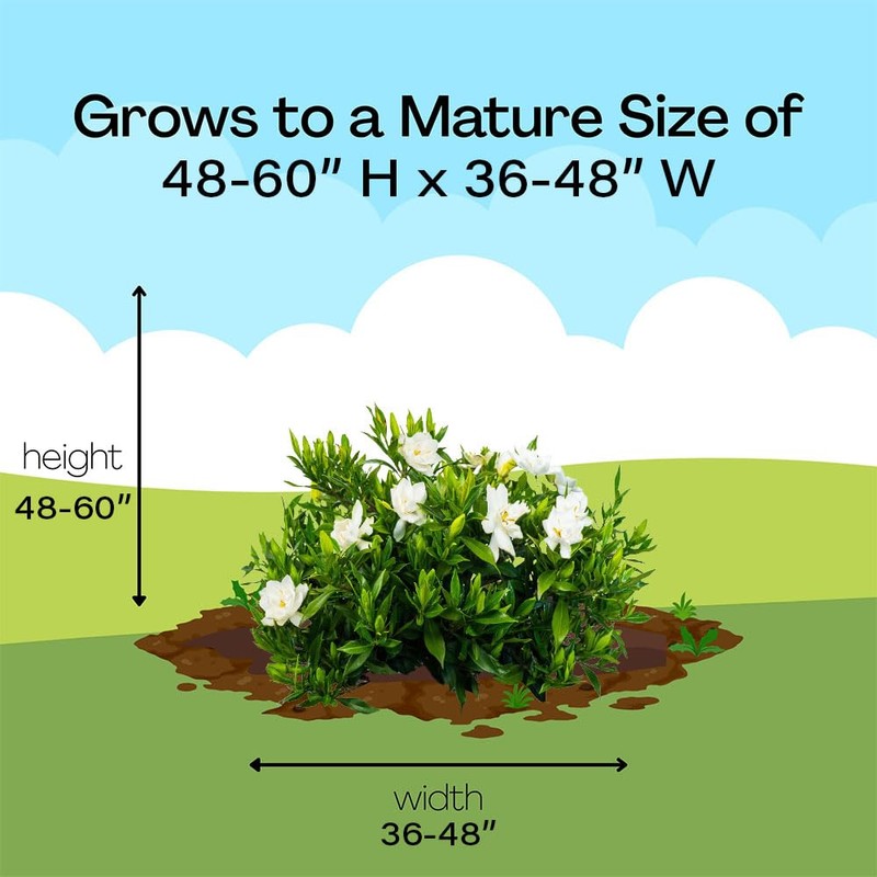 Shrub Frostproof Gardenia 2.5 Qt, White Blooms