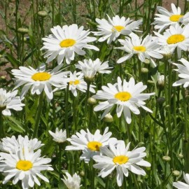 EVERWILDE FARMS 1/4 Lb Alaska Shasta Daisy Wildflower Seeds - Everwilde Farms Mylar Seed Packet