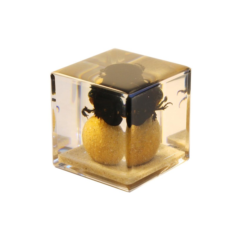 Real Dung Beetle Cube Desk Decoration