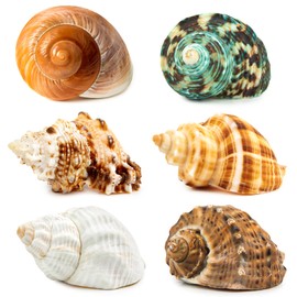 WeDoSoy 6PCS Large Hermit Crab Shells | Natural Sea Conch Size 2.8" - 3.9", Opening Size 1.5" - 2.5" | Turbo Seashells for Hermit Crab Supplies and Beach Decoration Large Sea Shell