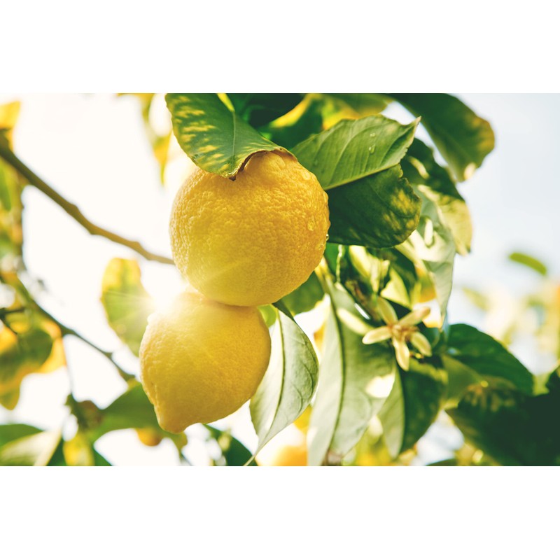 Pure Lemon Extract for Baking and Flavoring - 4 OZ