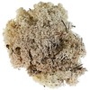 Glorex 6 3803 610 - Moos islandese, 50 g, naturale,