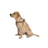 Bobby Safe Dog Harness for Very Small Dogs, Reflective and