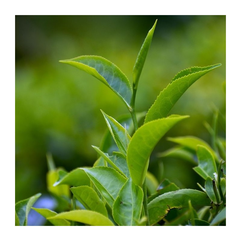 Chahyang |Pure green tea scent made with scent instead of