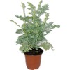 Botanica la Marina RUDA RUE Full Plant with rooth, green