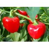 Chile Pimiento Rojo Mini, 15 Semillas, Germinación Rápida