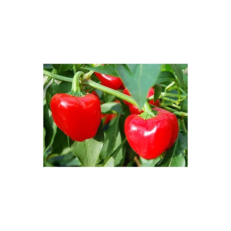 Chile Pimiento Rojo Mini, 15 Semillas, Germinación Rápida