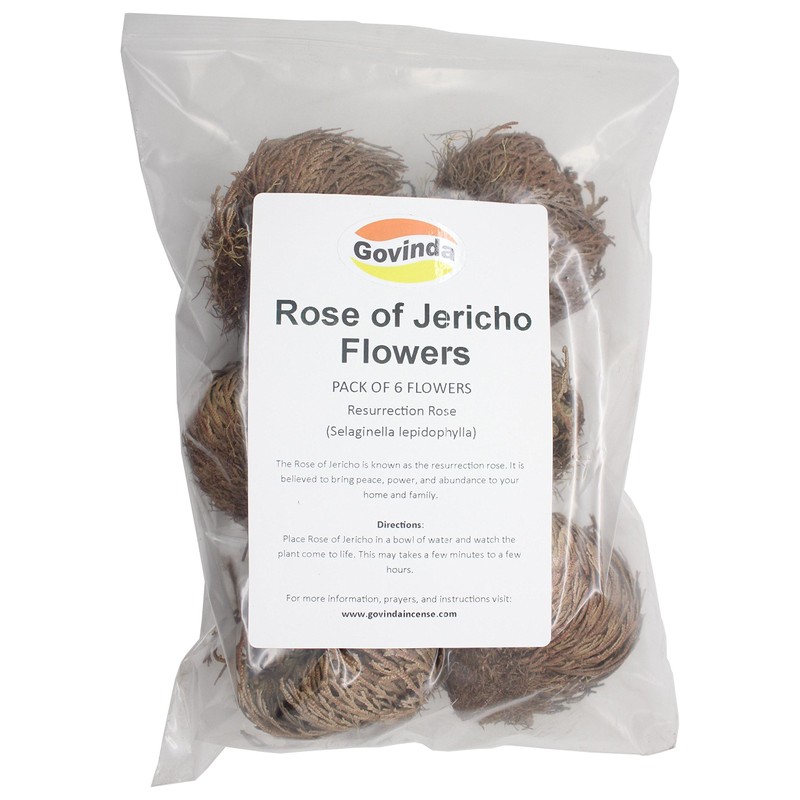 Govinda - Rose of Jericho Flower - Pack of 6