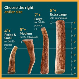 REXIPETS Extra Large Elk Antler for Very Large Dogs - Grade A Dog Antler Chews - Natural, Long-Lasting Treats for Aggressive Chewers - Naturally Shed in USA