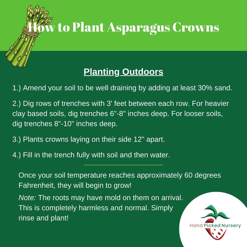 25 'Millennium' Asparagus Plants - Bare Root Asparagus Crowns -