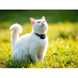 GiDaCom Mini-Kamera, tragbar, Full HD, 1080p, für Hunde und Katzen, Infrarot-Nachtsicht, SD-Aufzeichnung, verstellbares Halsband (CAMPET1)