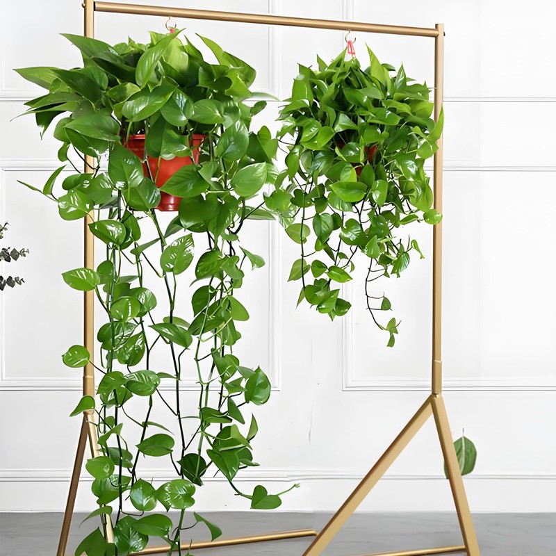 Septe 100 Pcs 1/2 inch Ceiling Cup Hooks Screw Hooks